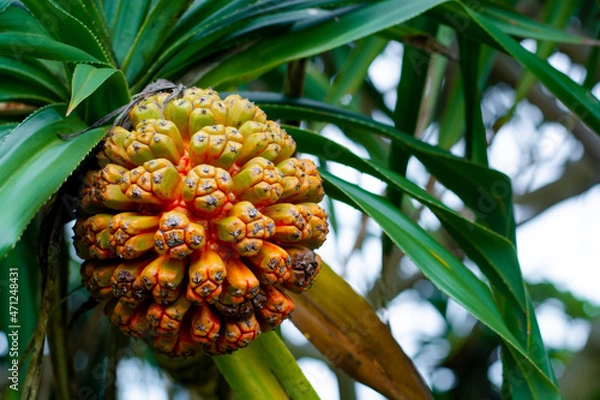 Obraz pineapple on a tree