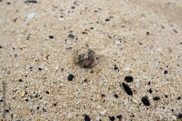 Obraz A small hermit crab on the beach