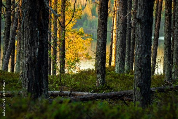 Fototapeta Midnight Sun in Swedish Lapland