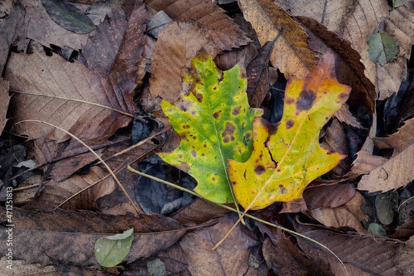 Obraz Group of leaves on base of dead leaves. Dry leaves in the undergrowth during autumn.