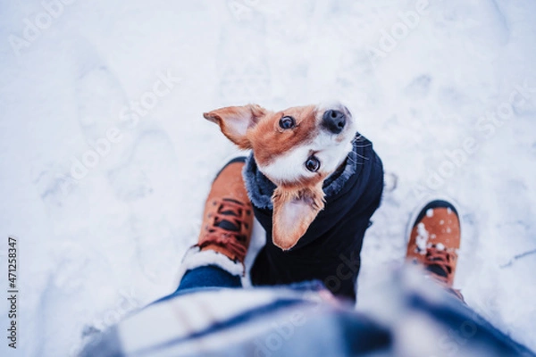 Fototapeta top view of cute jack russell dog wearing coat standing by owner legs on snowy landscape during winter, hiking and adventure with pets concept