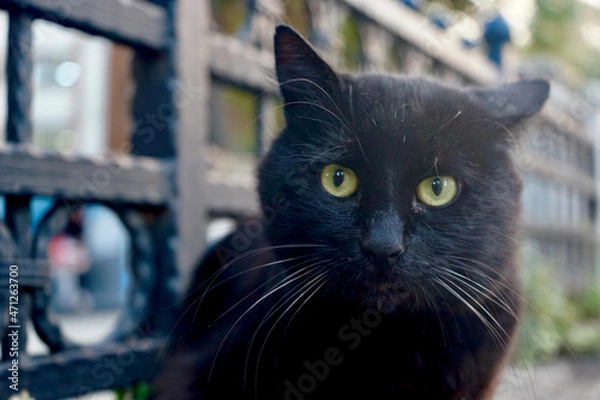 Obraz Cautious and Curious cat