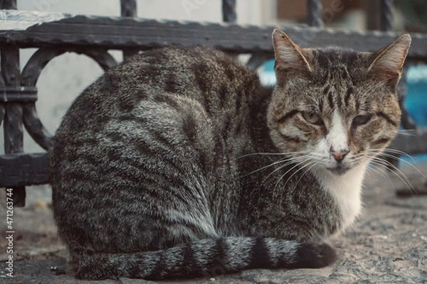 Obraz Cautious and Curious cat