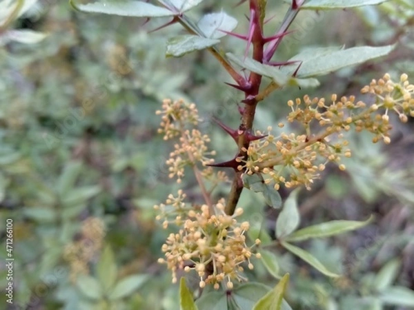 Fototapeta tree blossom