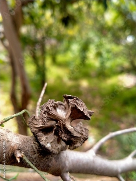 Fototapeta cones on tree