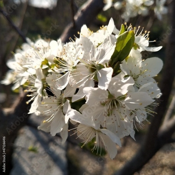 Fototapeta tree blossom