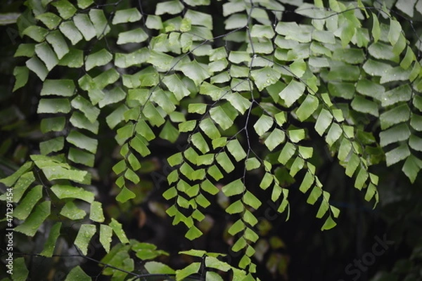 Fototapeta Adiantum peruvianum, the silver-dollar fern or Peruvian maidenhair, is a fern in the genus Adiantum. It has black stems and large flat pinnules. It is frequently grown as an ornamental plant