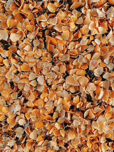 Obraz autumn leaves background