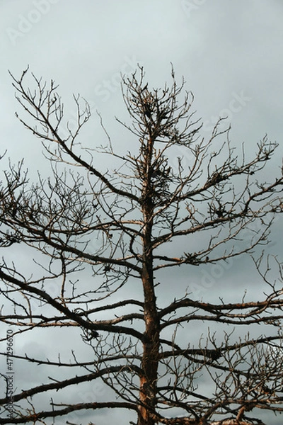 Obraz tree in winter