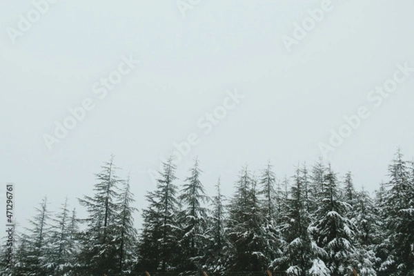 Obraz snow covered trees