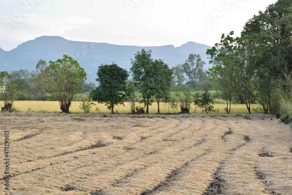 Obraz rice paddy india
