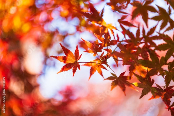 Fototapeta 紅葉　イメージ