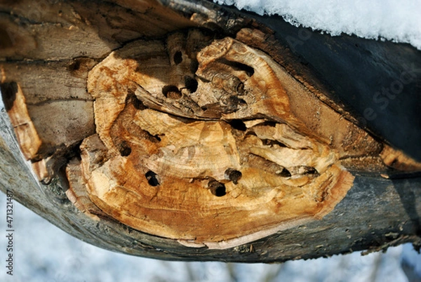 Fototapeta Tree trunk texture with termite holes covered with snow, natural wooden organic background texture close up detail