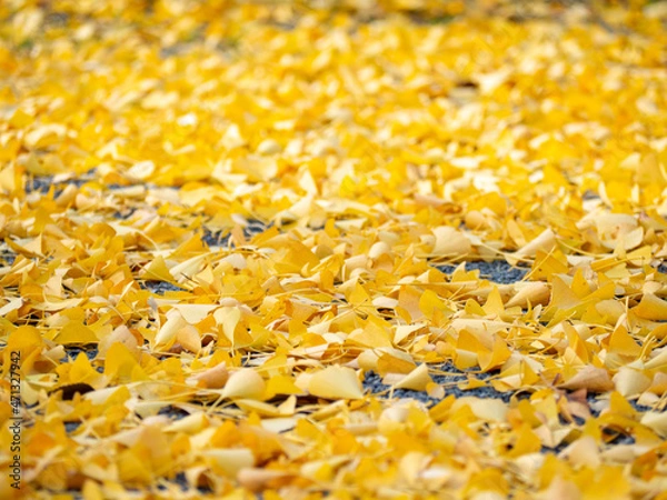 Obraz 一面に敷き詰められた銀杏の葉