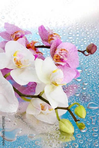 Obraz pink and white beautiful orchids with drops on blue background