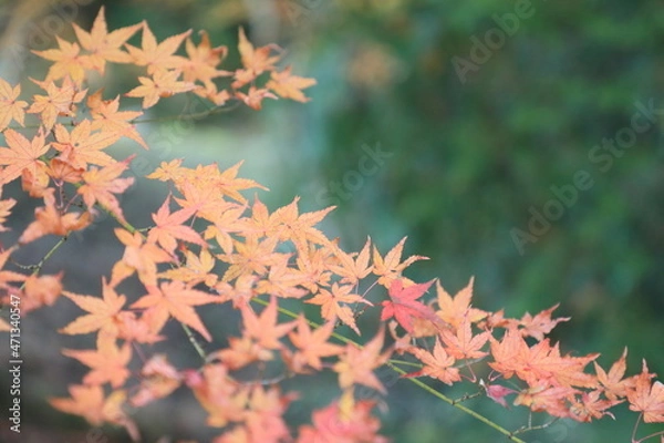 Obraz オレンジが緑に映える秋の紅葉