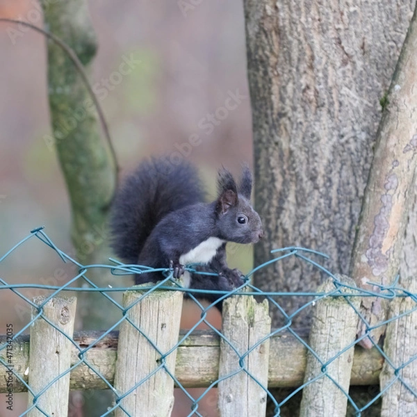Fototapeta A squirrel sits between green leaves on a branch