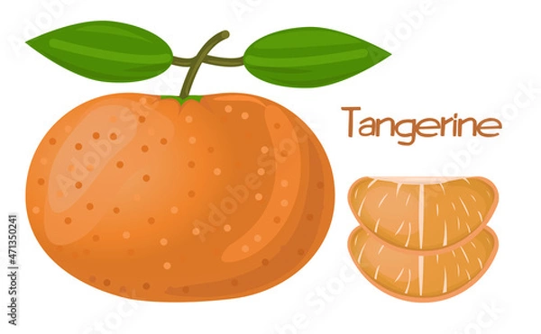 Obraz Fresh Tangerine Or Mandarin Orange Fruit With Two Pieces Of Mandarin Vector Illustration. Tangerine Cartoon Vector Illustration
