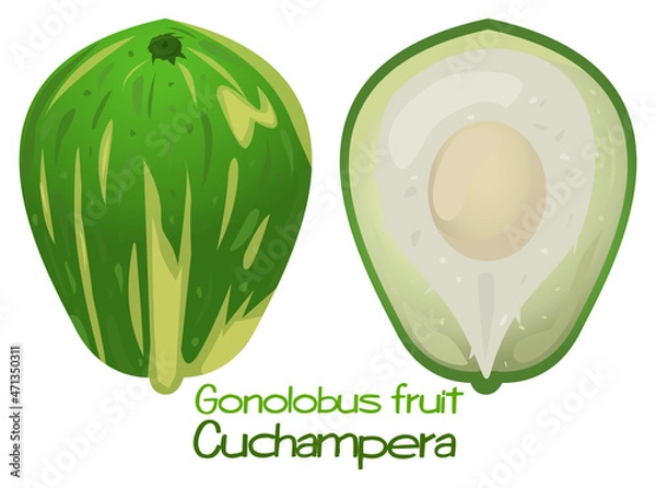 Obraz Gonolobus Fruit, Cuchampera, Vector Illustration. Fruit Of A Tropical Exotic Plan