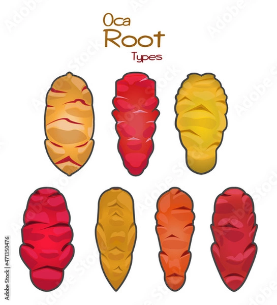 Obraz Types Of Oca Roots, Vector Illustration. Set Of Oca Roots Of 7 Different Species