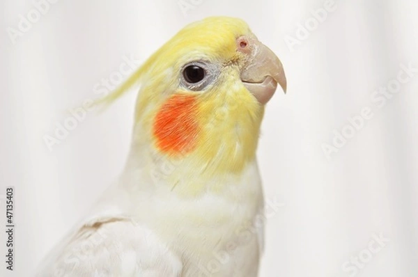 Obraz Okamaneko on-chan (♂)