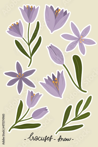 Obraz Purple crocus flower set vector