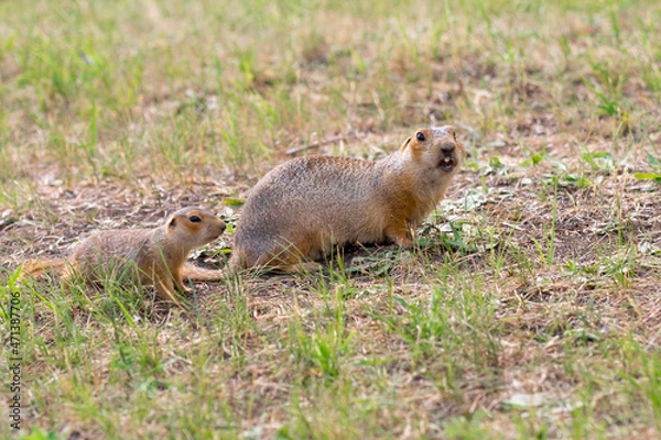 Fototapeta Wild gopher in natural environment. Mother and baby gophers near the burrow.