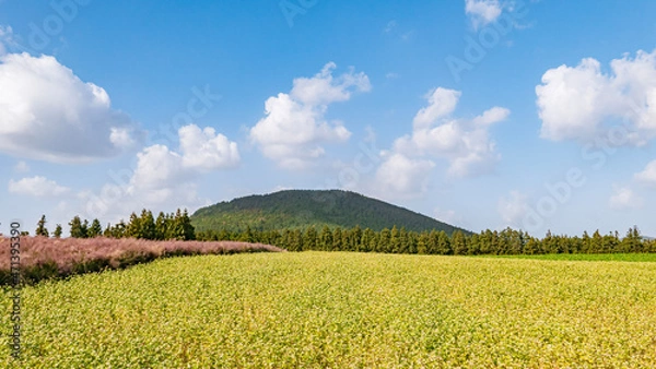 Obraz 제주, 보롬왓의 봄
