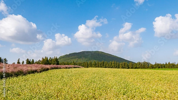 Obraz 제주, 보롬왓의 봄