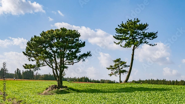 Obraz 제주, 보롬왓의 봄