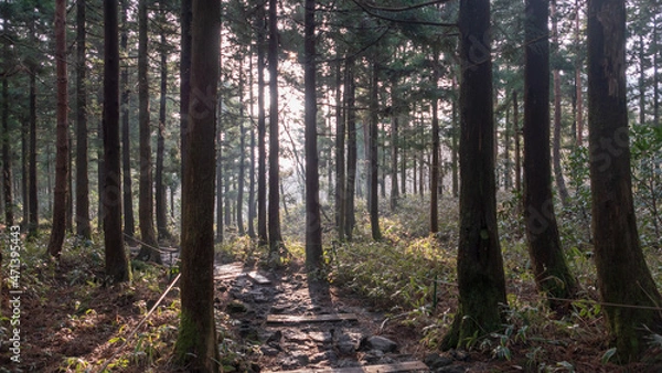 Obraz 한라산 산책로