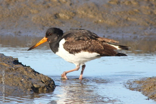 Obraz Austernfischer / Friesenstorch