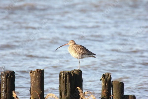 Obraz großer Brachvogel