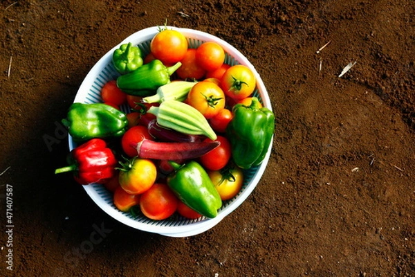 Fototapeta 夏野菜