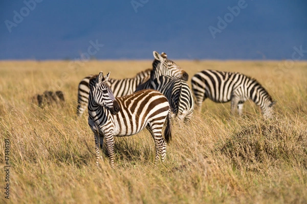 Fototapeta Herd of Plains zebra (Equus quagga) in open grass, Masai Mara, Kenya