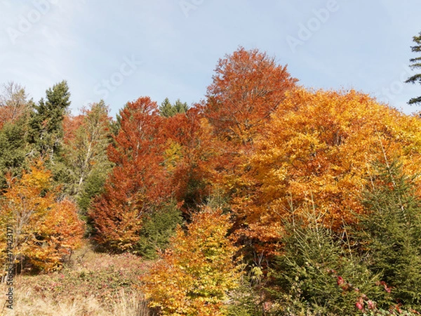 Fototapeta Bucolic and romantic landscapes of the Black Forest (Germany) with varieties of common beech or fagus sylvatica with magnificent foliage in autumn colors