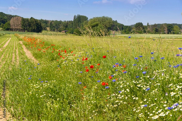 Obraz Blühstreifen am Feldrand