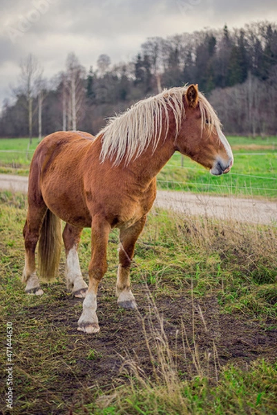 Fototapeta horse standing in the field and looking to stables