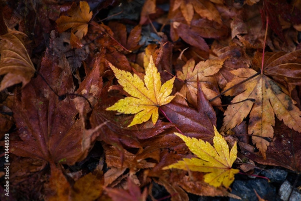 Fototapeta しっとり落ち葉