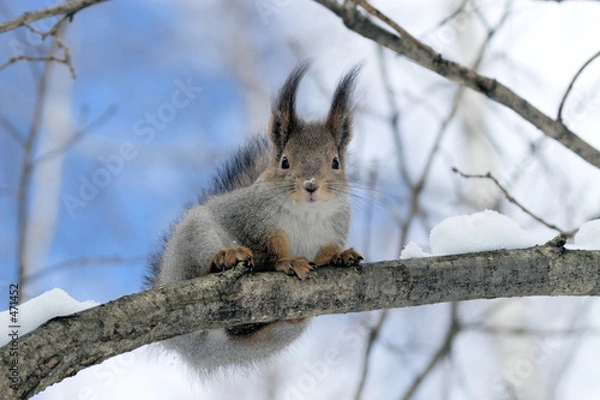 Fototapeta squirrel on a twig 6