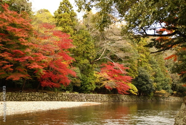 Fototapeta 色づく五十鈴川