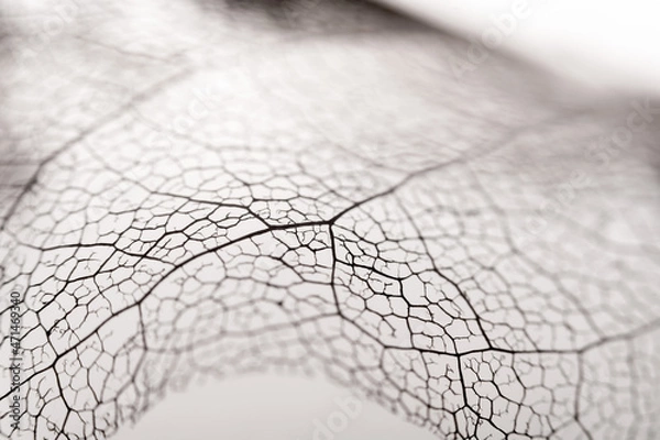 Obraz Blattgerippe von einer Magnolie