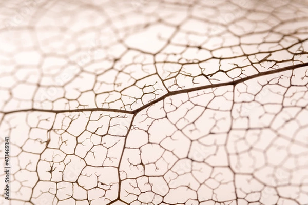 Obraz Blattgerippe von einer Magnolie