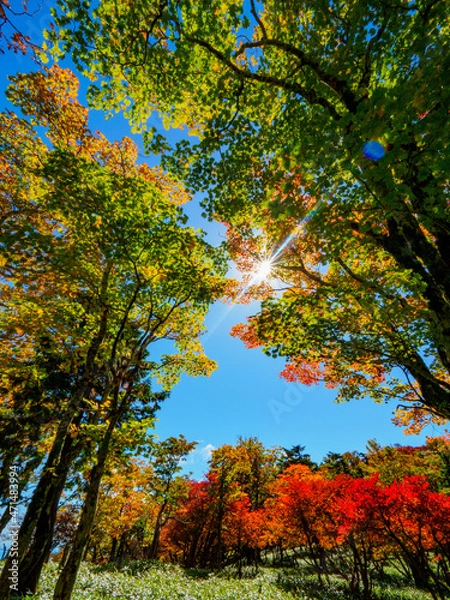 Obraz 初秋の大台ケ原