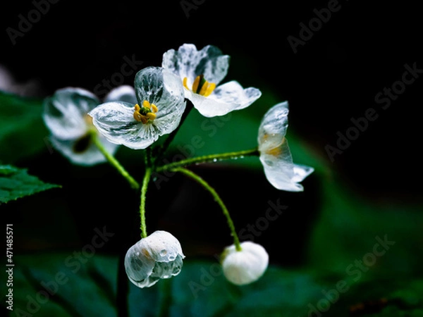 Obraz 伯耆大山　ガラス細工のサンカヨウ