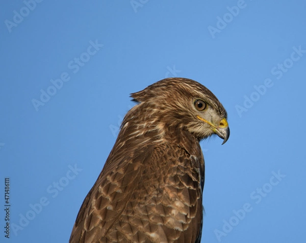 Fototapeta Mäusebussard