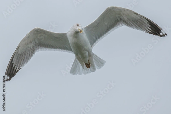 Fototapeta Yellow-legged gull - Larus michahellis
