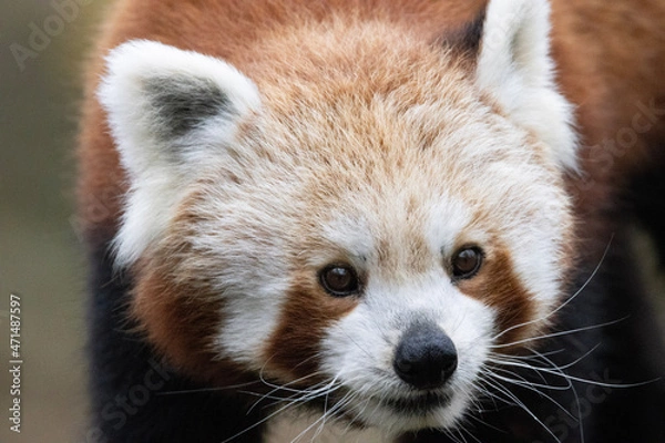 Obraz close up of a panda or panda