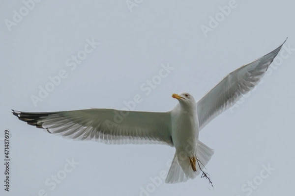 Fototapeta Yellow-legged gull - Larus michahellis