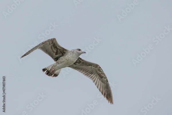 Fototapeta Yellow-legged gull - Larus michahellis